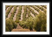 Olive Groves, Jaen, Spain Fine Art Print