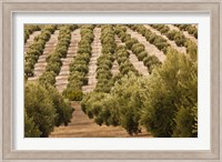 Olive Groves, Jaen, Spain Fine Art Print