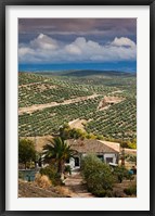 Olive Groves, Ubeda, Spain Fine Art Print