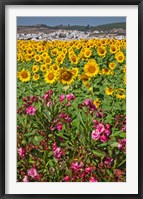 Spain, Andalusia, Cadiz Province, Bornos Sunflower Fields Fine Art Print