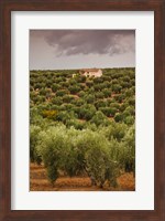 Olive Groves, Jaen, Spain Fine Art Print