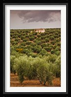 Olive Groves, Jaen, Spain Fine Art Print