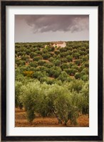 Olive Groves, Jaen, Spain Fine Art Print