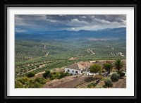 Olive Groves, Ubeda, Spain Fine Art Print