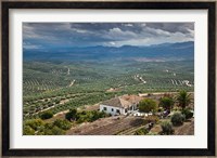 Olive Groves, Ubeda, Spain Fine Art Print