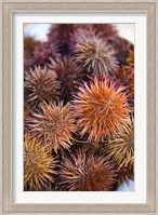 Sea Urchins For Sale, Cadiz, Spain Fine Art Print