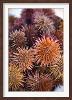 Sea Urchins For Sale, Cadiz, Spain Fine Art Print