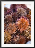 Sea Urchins For Sale, Cadiz, Spain Fine Art Print