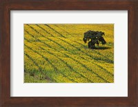 Spain, Andalusia, Cadiz Province Lone Tree in a Field of Sunflowers Fine Art Print