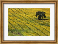 Spain, Andalusia, Cadiz Province Lone Tree in a Field of Sunflowers Fine Art Print