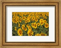 Spain, Andalusia, Cadiz Province Sunflower Fields Fine Art Print