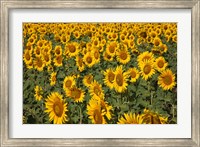 Spain, Andalusia, Cadiz Province Sunflower Fields Fine Art Print