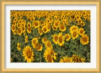 Spain, Andalusia, Cadiz Province Sunflower Fields Fine Art Print