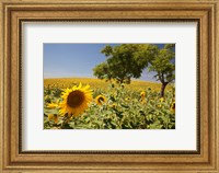 Spain, Andalusia, Cadiz Province Trees in field of Sunflowers Fine Art Print