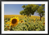 Spain, Andalusia, Cadiz Province Trees in field of Sunflowers Fine Art Print