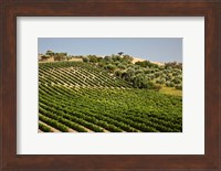 Spain, Andalusia, Cadiz Province Vineyard Field and Olive Grove Fine Art Print