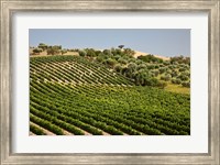 Spain, Andalusia, Cadiz Province Vineyard Field and Olive Grove Fine Art Print
