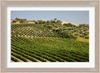 Spain, Andalusia, Cadiz Province Vineyard Field and Olive Grove Fine Art Print