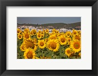 Spain, Andalusia, Cadiz Province, Bornos Sunflower Fields Fine Art Print