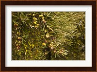 Spain, Jaen Province, Jaen-area, Olive Trees Fine Art Print