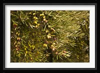 Spain, Jaen Province, Jaen-area, Olive Trees Fine Art Print