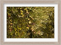 Spain, Jaen Province, Jaen-area, Olive Trees Fine Art Print