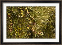 Spain, Jaen Province, Jaen-area, Olive Trees Fine Art Print