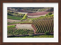 Vineyards, Bobadilla, Spain Fine Art Print