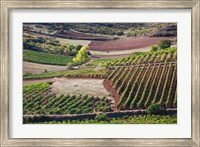 Vineyards, Bobadilla, Spain Fine Art Print