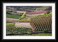 Vineyards, Bobadilla, Spain Fine Art Print