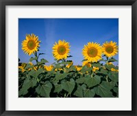Sunflowers, Spain Fine Art Print