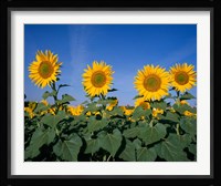 Sunflowers, Spain Fine Art Print