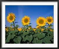 Sunflowers, Spain Framed Print