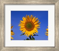 Sunflowers, Spain Fine Art Print