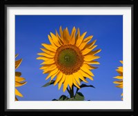 Sunflowers, Spain Fine Art Print