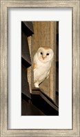 England, Barn Owl looking out from Barn Fine Art Print