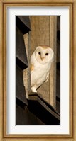 England, Barn Owl looking out from Barn Fine Art Print