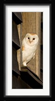 England, Barn Owl looking out from Barn Fine Art Print