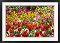 Tulips in St James's Park, London, England, United Kingdom Fine Art Print