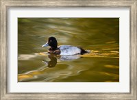 UK, Tufted Duck on pond reflecting Fall colors Fine Art Print