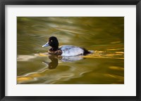 UK, Tufted Duck on pond reflecting Fall colors Fine Art Print