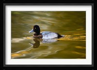UK, Tufted Duck on pond reflecting Fall colors Fine Art Print