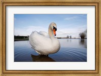 Mute Swan (Cygnus olor) on flooded field, England Fine Art Print