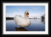 Mute Swan (Cygnus olor) on flooded field, England Fine Art Print