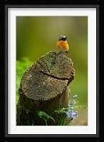 Redstart bird, Forest of Dean, Gloucestershire, UK Fine Art Print