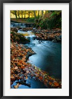 Stream with Autumn Leaves, Forest of Dean, UK Fine Art Print