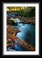 Stream with Autumn Leaves, Forest of Dean, UK Fine Art Print
