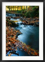 Stream with Autumn Leaves, Forest of Dean, UK Fine Art Print