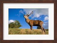 UK Red Deer in countryside Fine Art Print