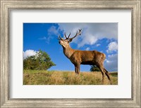 UK Red Deer in countryside Fine Art Print